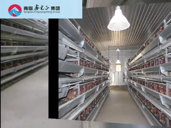 High Quality and Low Cost Laying Hen House with Farm Equipments 