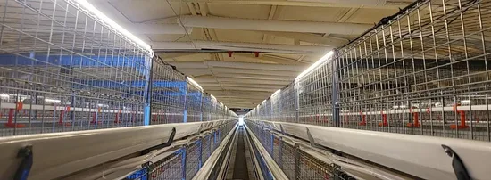 Complete Automatic Egg Layer Poultry Farm Battery Chicken Cage Layer House for Over 10000 Laying Hens H Structure Cage 